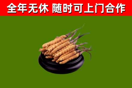 孟连县烟酒回收冬虫夏草.jpg